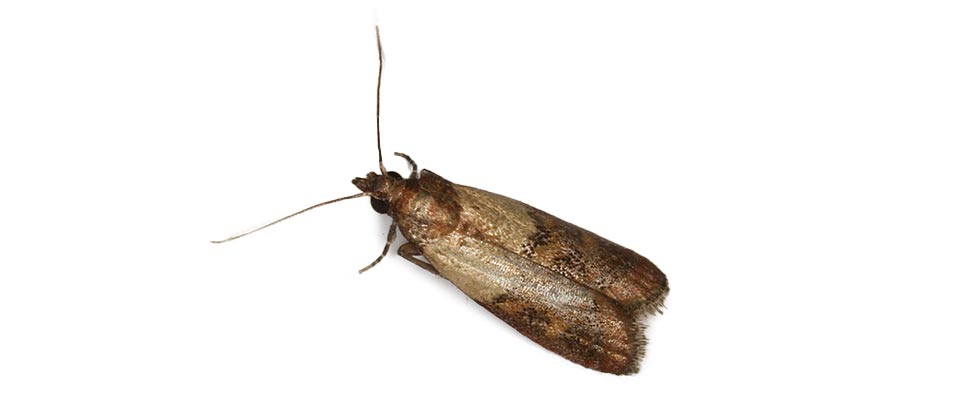 Mating Pantry Moths - Plodia interpunctella 