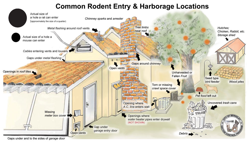 What is Rodent Exclusion?, Preventing Rodents